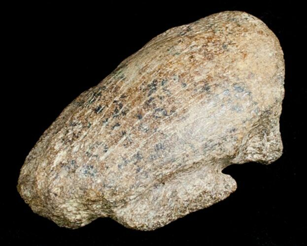 Pachycephalosaurus Foot Claw From Montana #3440